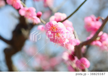 ピンクの梅の花 ピンクの梅の花 38820387