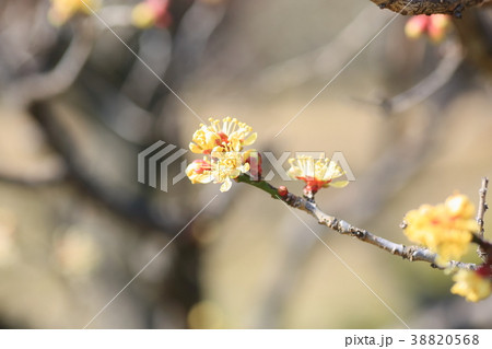 黄色の梅の花 本黄梅 黄色の梅の花 本黄梅 38820568