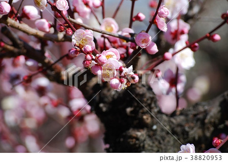 ピンク色の梅の花 38820953