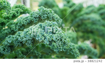 Close up of green curly kale plant in a vegetable garden. 38821242