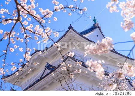 《神奈川県》小田原城・桜の季節 38821290