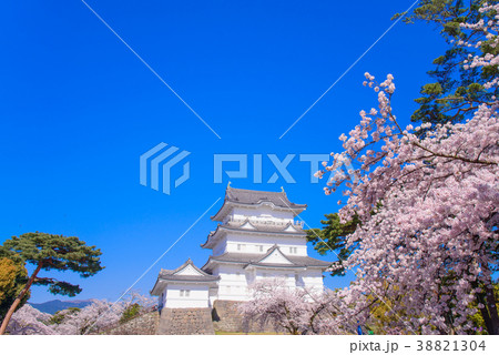 《神奈川県》小田原城・桜の季節 38821304