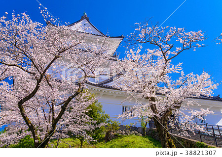 《神奈川県》小田原城・桜の季節 38821307