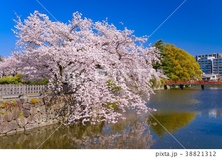 《神奈川県》小田原城・桜の季節 38821312