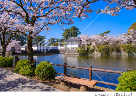 《神奈川県》小田原城・桜の季節 38821314