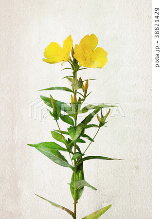 Watercolor Oenothera biennis flowers 38821429