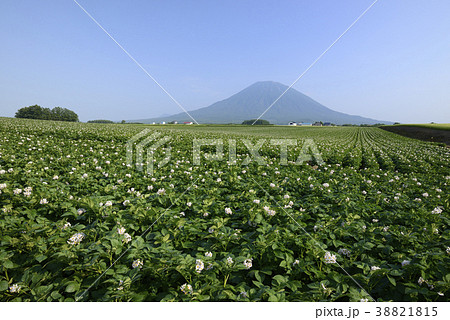 羊蹄山とジャガイモ畑 38821815
