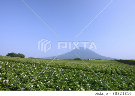 羊蹄山とジャガイモ畑 38821816