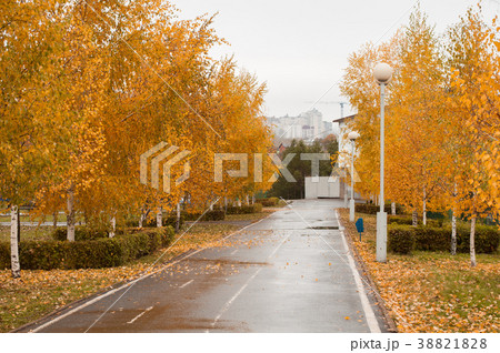 fall city Park, fall leaf, 38821828