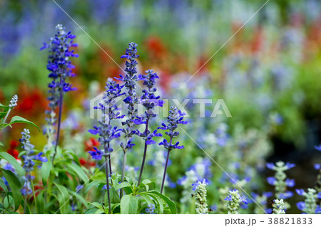 Blue Salvia flower Blue Salvia flower 38821833