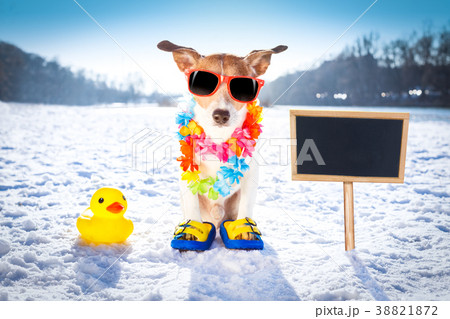 freezing icy dog in snow freezing icy dog in snow 38821872