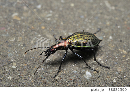 オオルリオサムシ 38822590