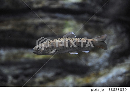 スギノコ 38823039