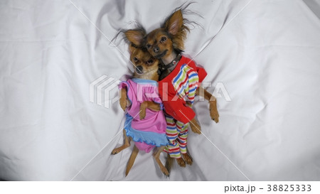 Newborn puppy sleeping. Adult dogs in sliders. Newborn puppy sleeping. Adult dogs in sliders. 38825333