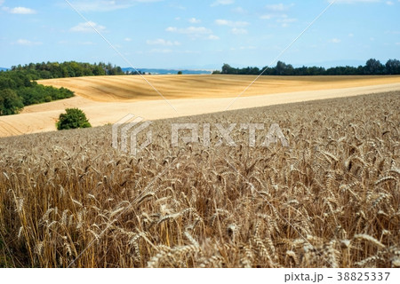 Fields of grain in summer. Fields of grain in summer. 38825337