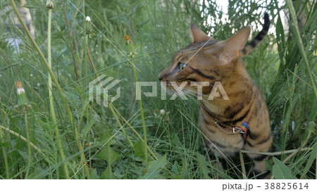 Bengal cat walks in the grass. He shows different 38825614