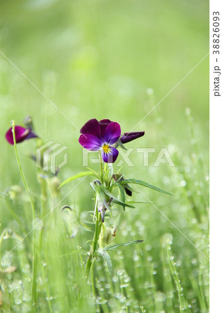 野の花 紫のスミレ ガーデニング 庭仕事の写真素材