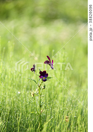 野の花、紫のスミレ 38826096
