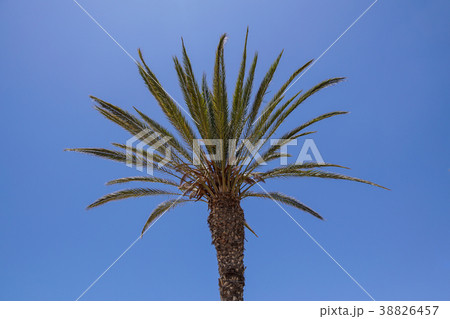 Coconut Palm tree on the sky at background Coconut Palm tree on the sky at background 38826457