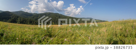 Beautiful summer panorama of lush vegetation in 38826735