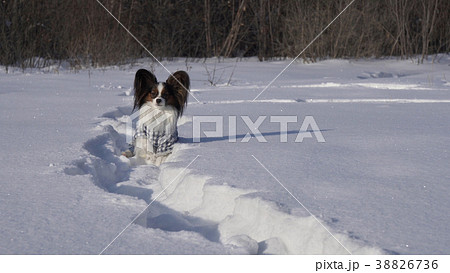 Beautiful dog Papillon in a suit sits in a 38826736