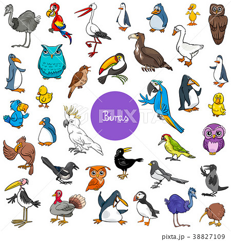 cartoon birds animal characters big set 38827109