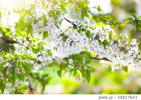 Blooming cherry blossom. Spring flower in garden. 38827641