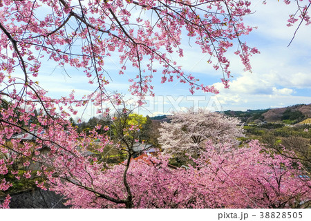 故郷の桜 38828505