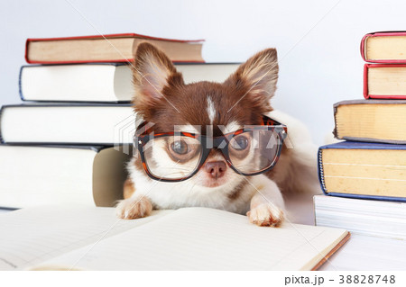 Cute Chihuahua dog 38828748