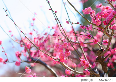 ピンクの梅の花 ピンクの梅の花 38828771