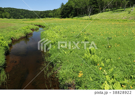 尾瀬沼のニッコウキスゲ 38828922