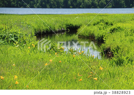 尾瀬沼のニッコウキスゲ 尾瀬沼のニッコウキスゲ 38828923
