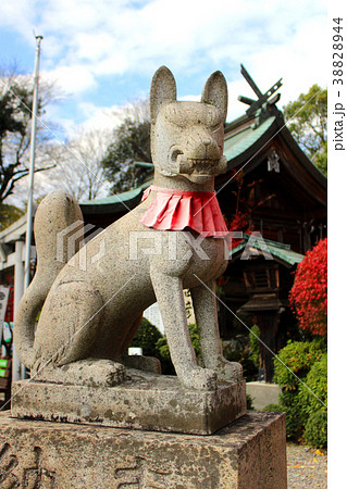 三光稲荷神社 狐像の写真素材 [38828944] - PIXTA