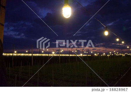 沖縄県伊江島の電照菊 沖縄県伊江島の電照菊 38828967