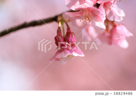 河津桜 38829486