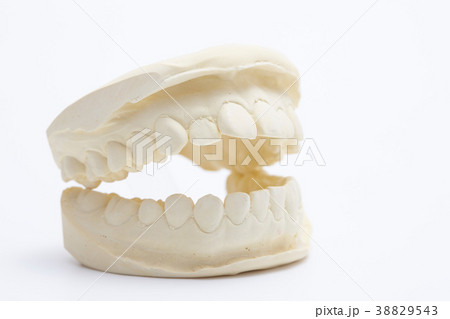石膏の歯型の写真素材 38829543 Pixta