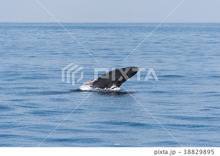 ザトウクジラ ジャンプ ホエールウォッチング 38829895