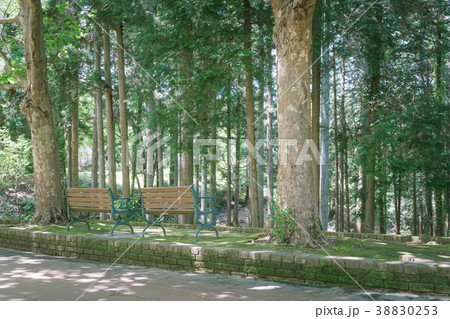 ベンチのある風景 ヒノキの森 ベンチのある風景 ヒノキの森 38830253