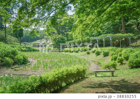 ベンチのある風景　虹の郷花しょうぶ園 38830255