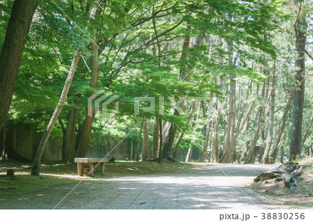 ベンチのある風景 沼津御用邸記念公園 ベンチのある風景 沼津御用邸記念公園 38830256