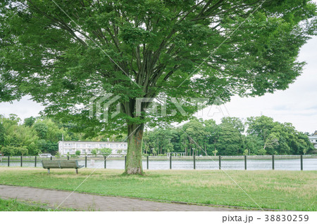 ベンチのある風景　門池公園 38830259