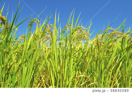 稲穂垂れる秋 38830389