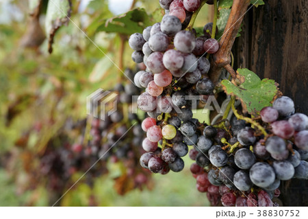 ワインブドウ 38830752