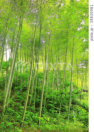 新緑の竹林 新緑の竹林 38830981