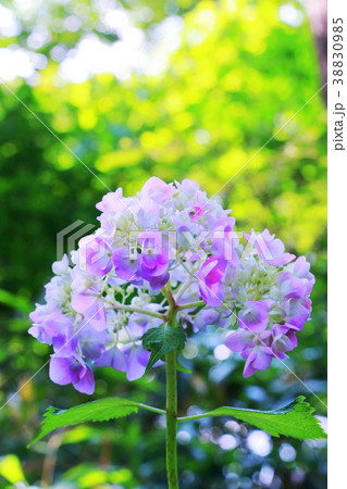 美しい紫陽花の花 38830985