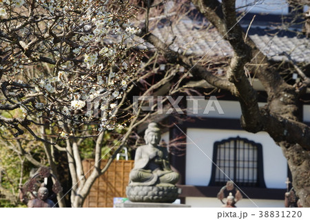 2月　鎌倉445白梅と長谷寺 38831220
