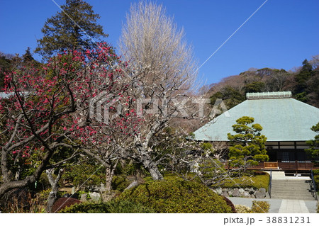 2月　鎌倉456紅梅・白梅・ﾛｳﾊﾞｲと浄妙寺 38831231