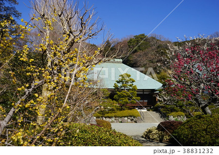 2月 鎌倉456紅梅・白梅・ロウバイと浄妙寺 2月 鎌倉456紅梅・白梅・ロウバイと浄妙寺 38831232
