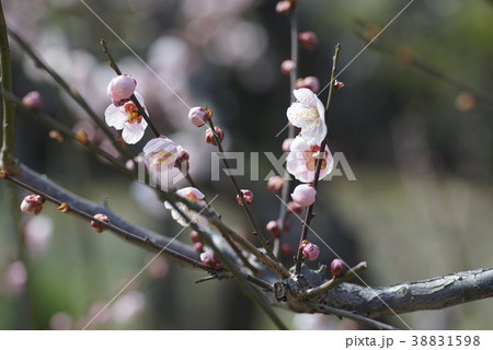 大阪城梅林　梅 38831598
