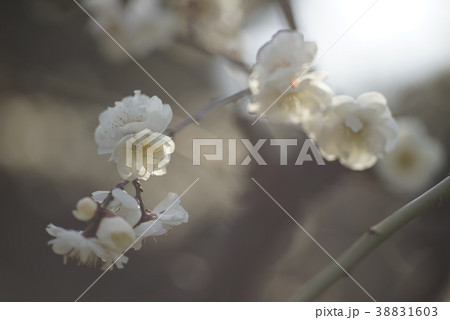 大阪城梅林　梅 38831603